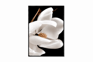 Midnight Magnolia