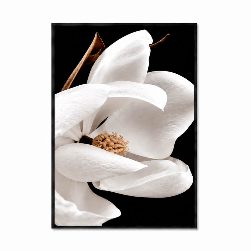 Midnight Magnolia